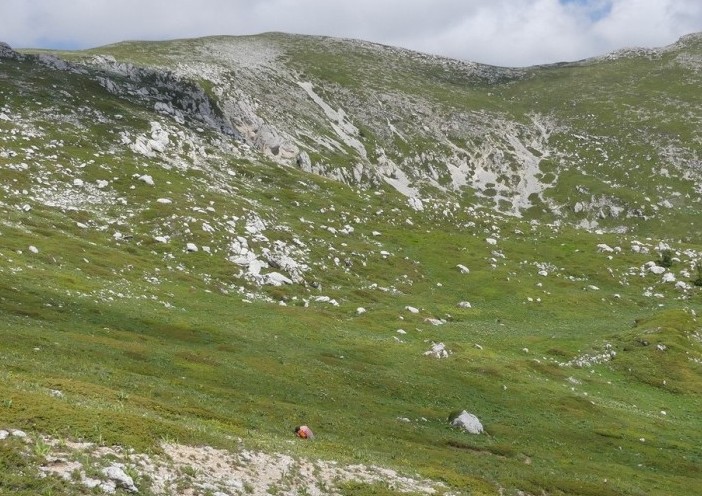 D. sambucina, N. widderi, O. spitzelii nel Parco Nazionale dAbruzzo, Lazio e Molise - giu